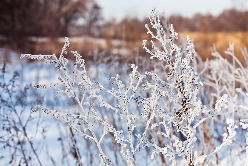 Frozen and Covered with Iniem Plant Stock Image - Image of covered ...