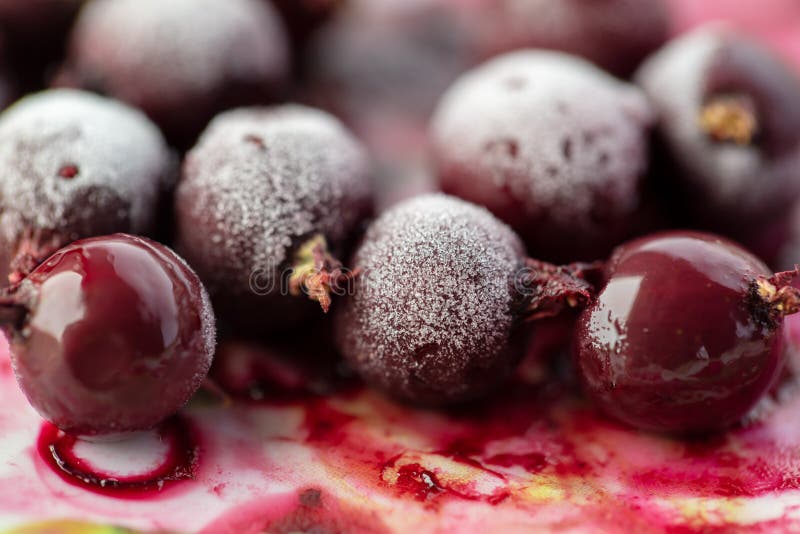 Frozen Cranberries in the Snow Stock Photo Image of ingredient