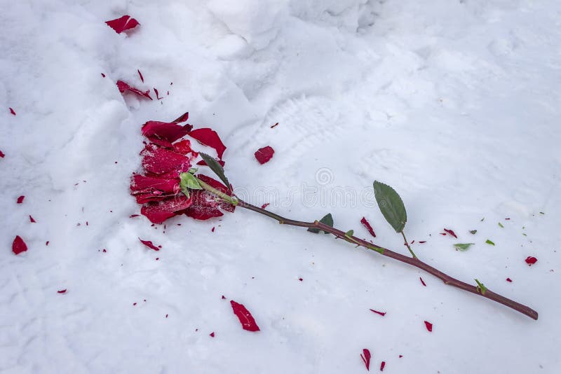 Crushed Red Rose on the Road. Red Rose Thrown on Sidewalk. Trampled ...