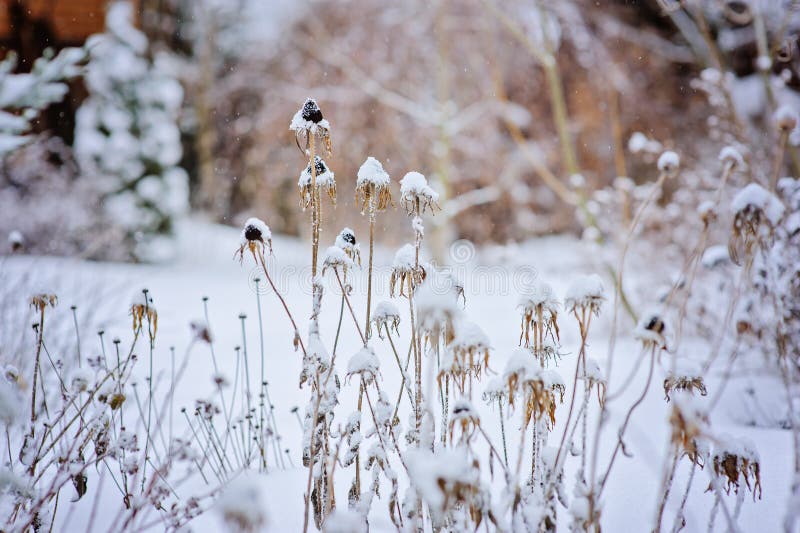 Frozen Dead Flowers in Winter Garden Stock Image Image of gardener