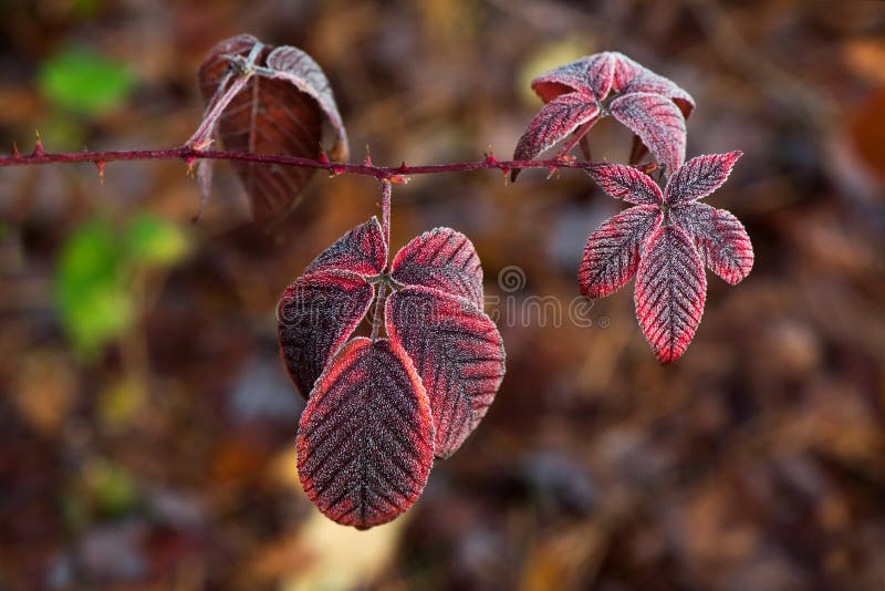 Blackberry leaves stock image. Image of farmland, farm 102097519