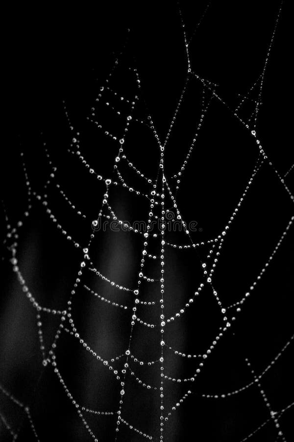 Spider web with dewdrops frozen to the lines of the web. Dark background. Spider web with dewdrops frozen to the lines of the web. Dark background.