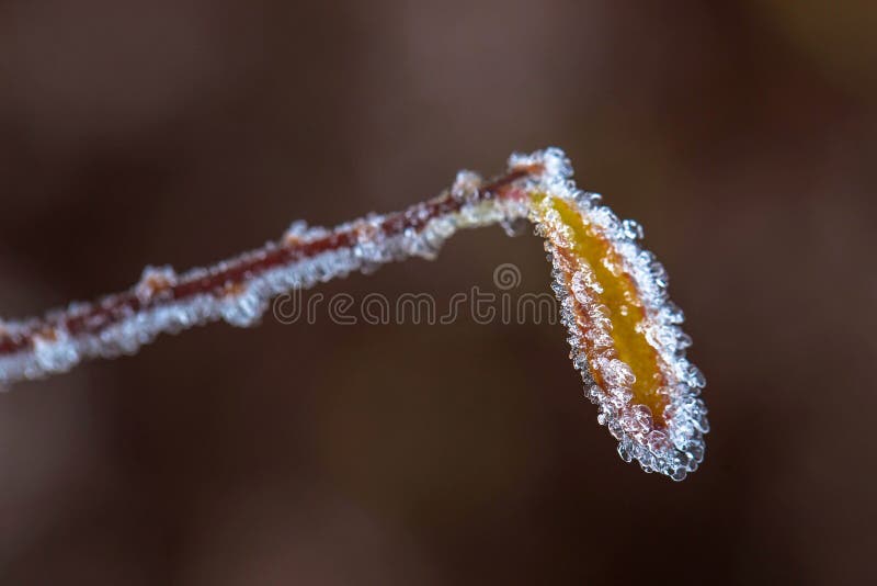 Frozen dried plant, yellow leaf. Macro shot.