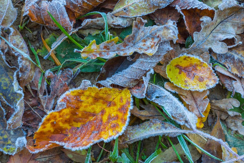 Frozen dry autumn leaves background royalty free stock photos Frozen dry autumn leaves background royalty free stock photos