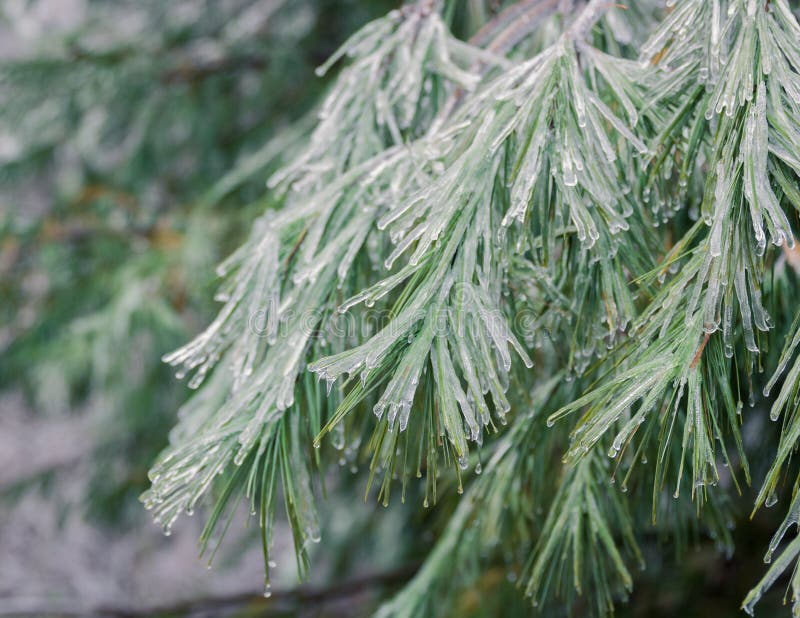 Frozen evergreen trees from a previous ice storm stand out with their green pine needles against the ice frosted leafless trees in the background