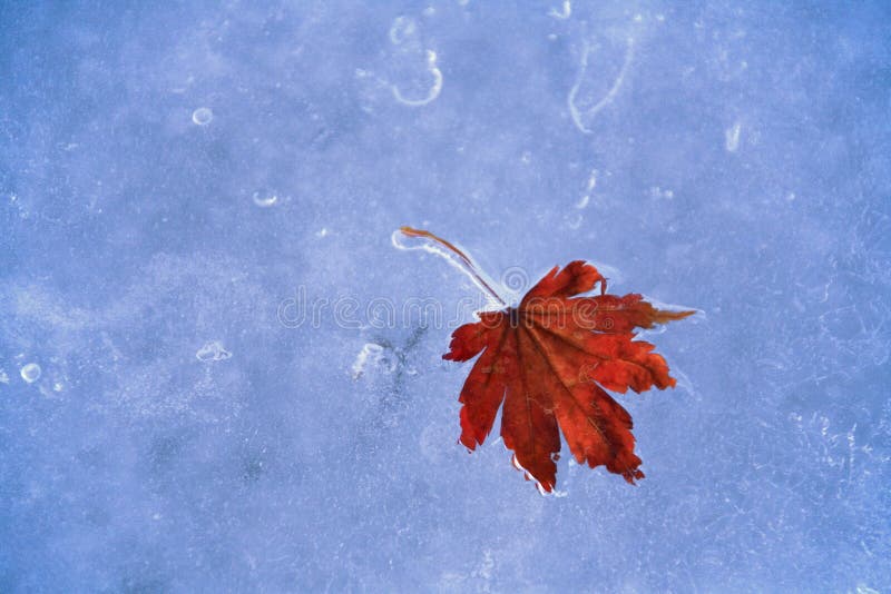 Frozen fallen leaf of maple