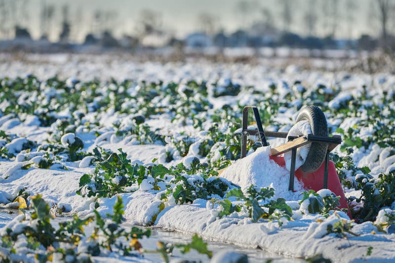 Frozen farm field stock image. Image of frost, rural 21656623