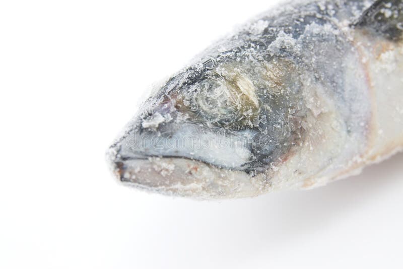 Frozen fish stock photo. Image of fishes, close, scad 14978194