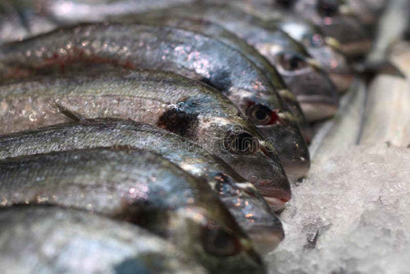 Frozen Fish Picture. Image 14995268