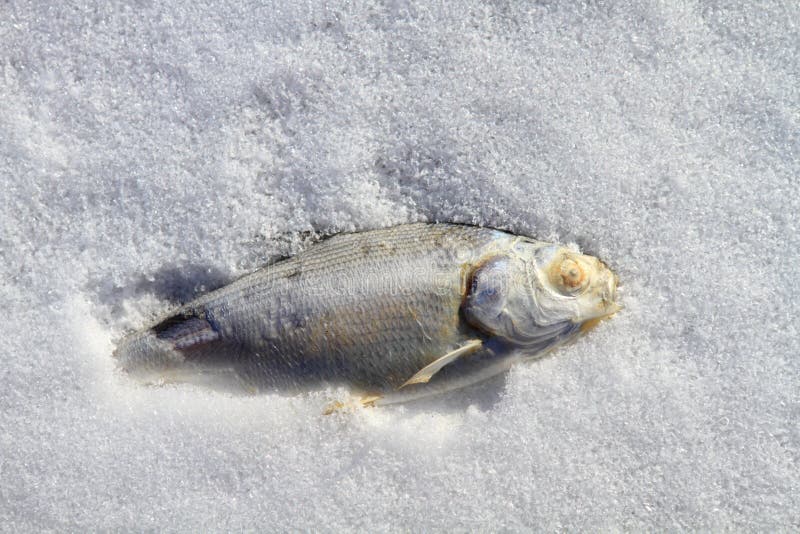 Frozen fish stock image. Image of water, pond, nature - 17846167