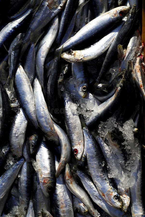 Frozen Fish 2 stock photos