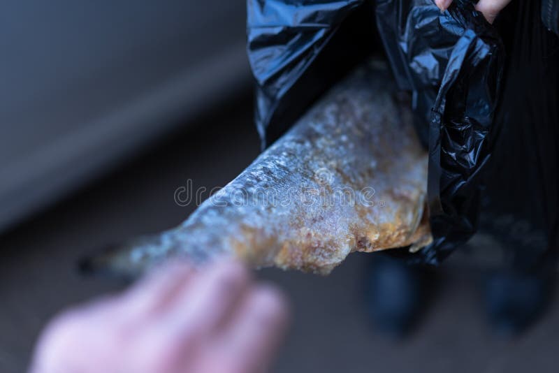 459 Frozen Fish Bag Stock Photos Free & RoyaltyFree Stock Photos