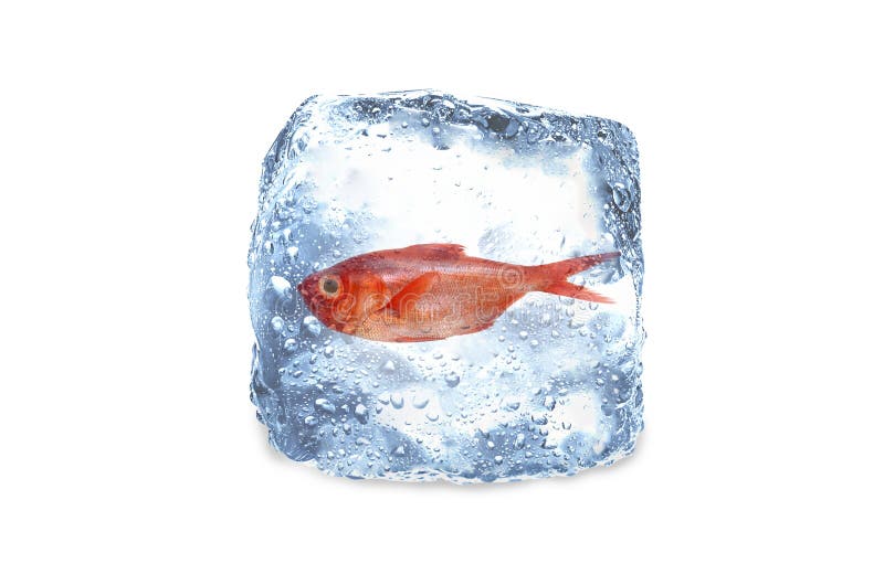 Значение фразеологизма биться как рыба об лед. Рыба на льду. Рыба в кубике льда. Замороженная рыба. Замерзшая рыба.