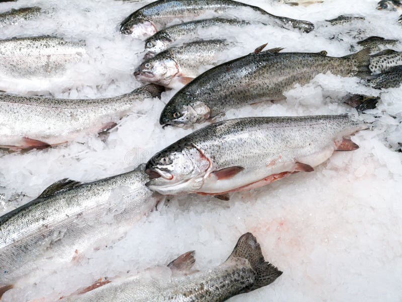 Frozen Fish in Ice on the Counter in the Store Stock Image Image of