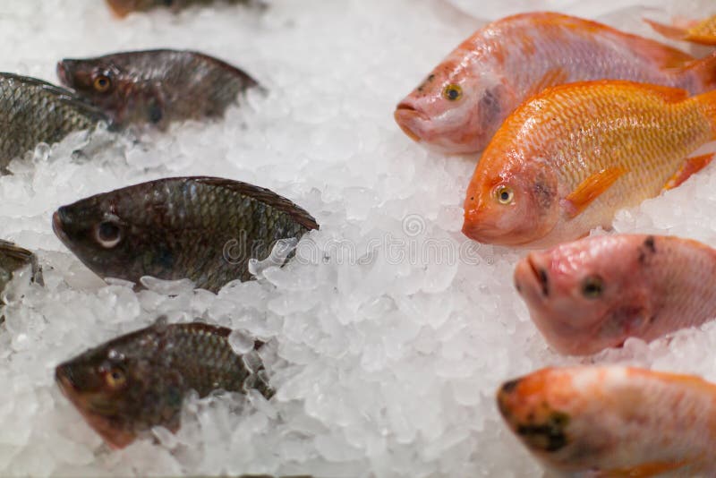 Frozen Fish on Ice Sale in Market. Seafood. Stock Image Image of meal