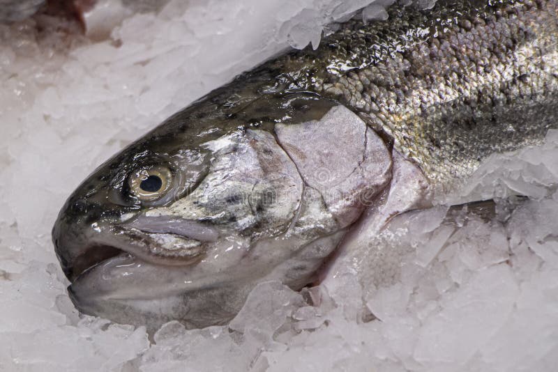 Frozen Fish in Ice is Sold in the Market. Stock Image - Image of ...