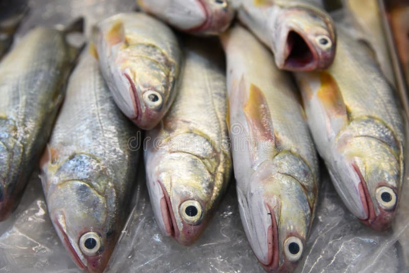 Frozen Fish stock photo. Image of delicious, fishy, orange 137664748