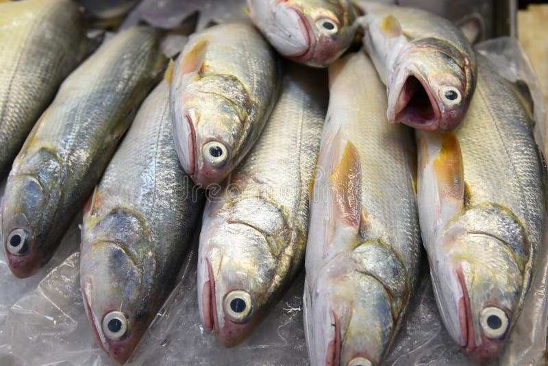 Frozen Fish stock photo. Image of packed, healthy, diet 137664522