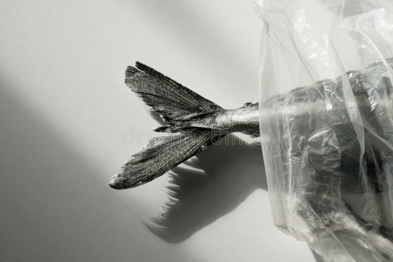 364 Frozen Fish Bag Photos Free & RoyaltyFree Stock Photos from