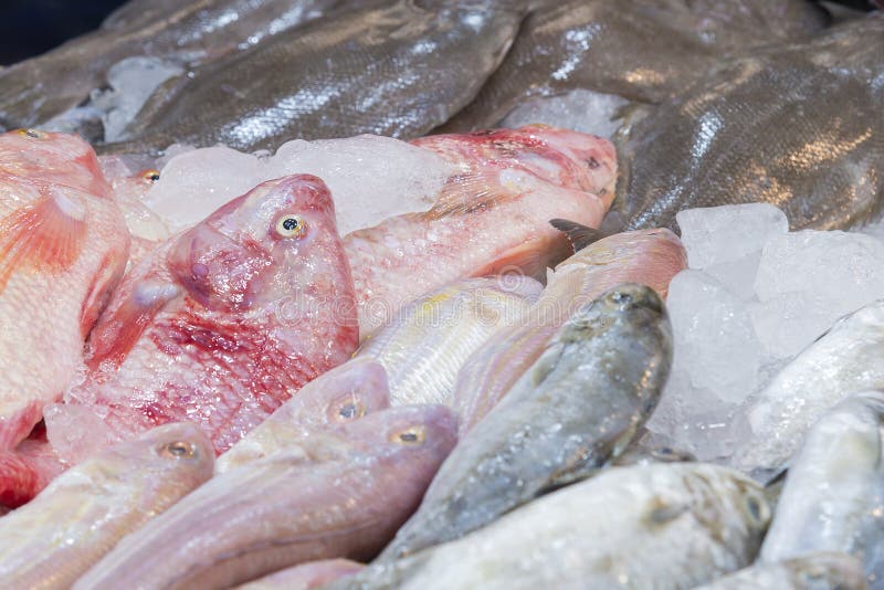Frozen Fish in the Supermarket Stock Image Image of meat, market
