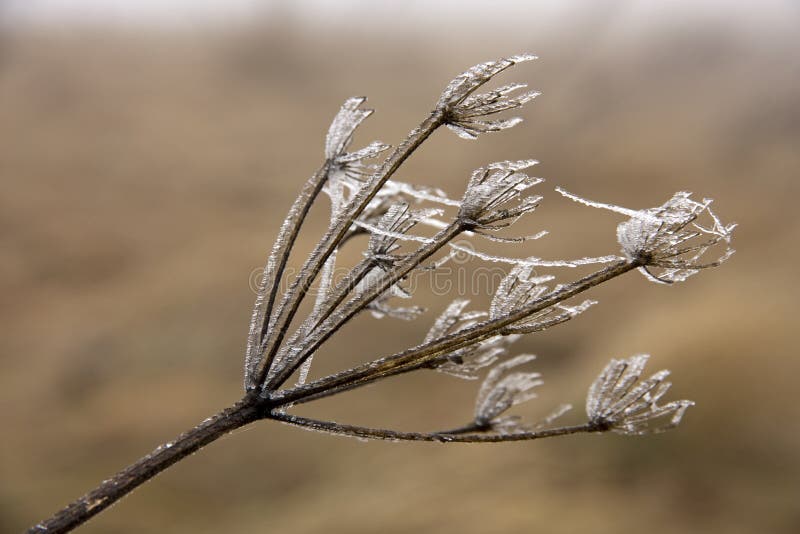 Frozen flower