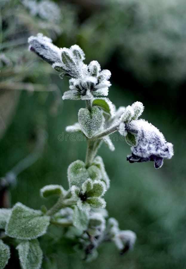 Frozen flower