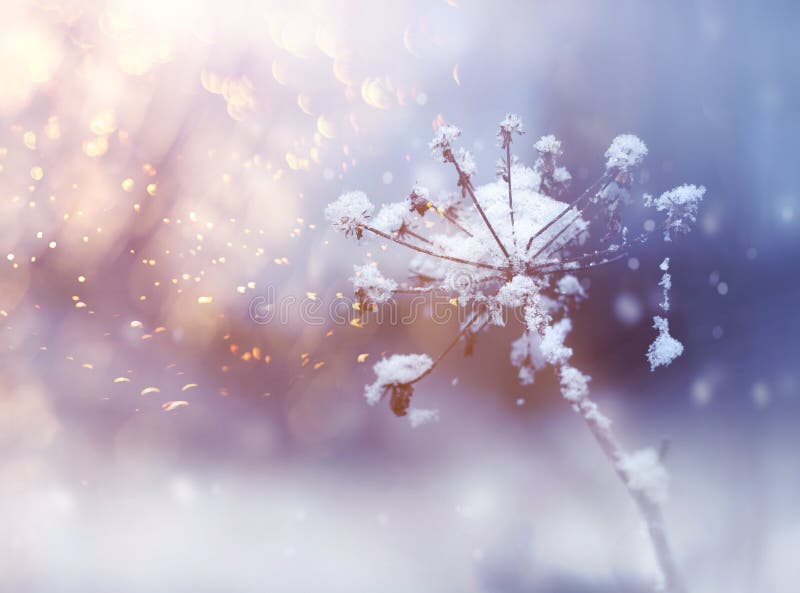 Frozen flower twig in beautiful winter snowfall ackground