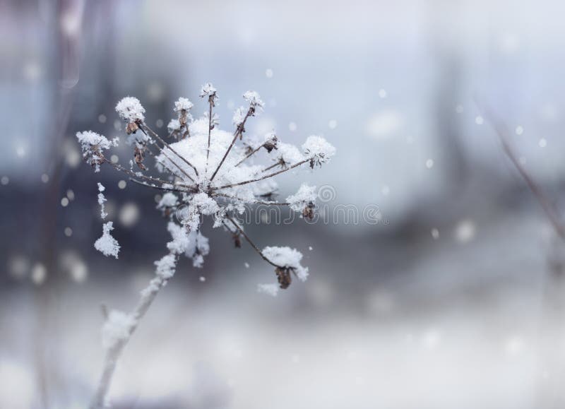 Frozen flower stock photo. Image of tone, freeze, snowflake 11651132