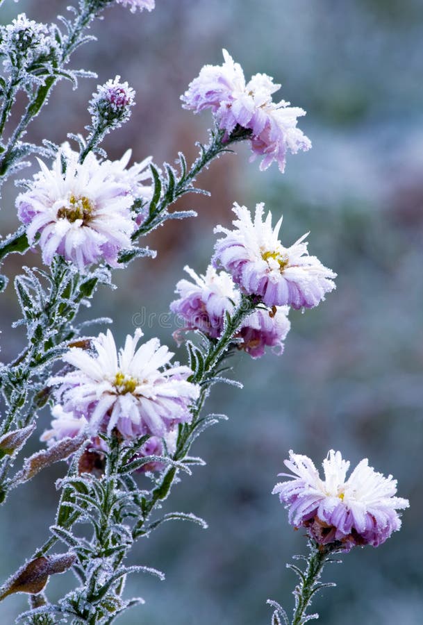 Frozen flowers stock image. Image of autumn, freeze, lawn 7069947