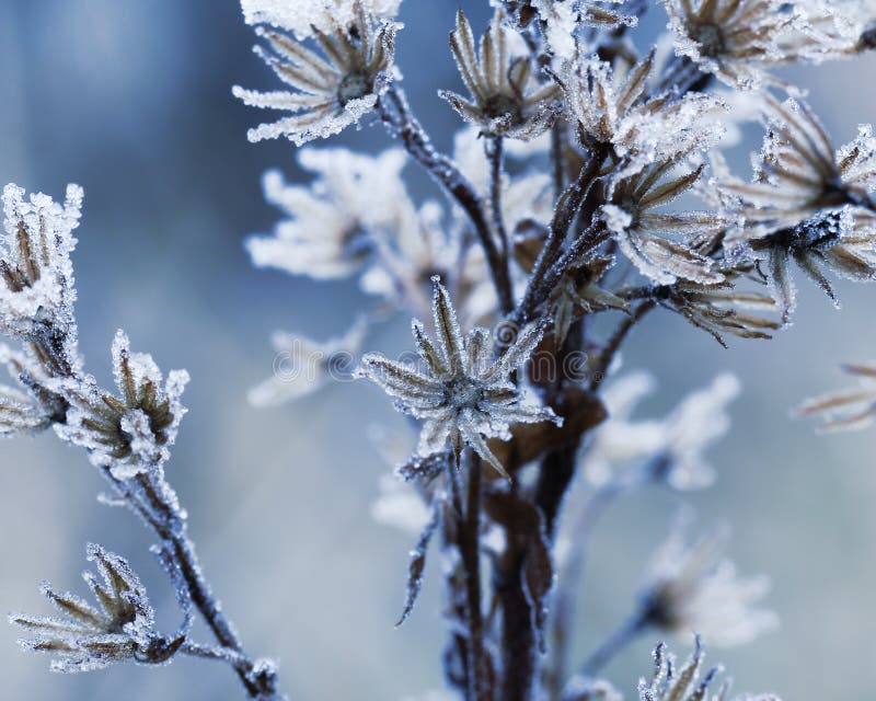 Frozen flowers stock photo. Image of weather, cold, floral 140503624