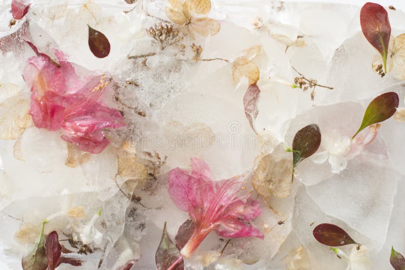 Frozen Flowers, Flowers in Ice, Soft Focus, Close Up Stock Photo