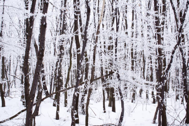 Frozen forest