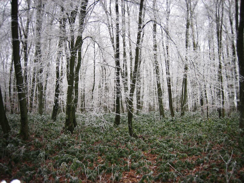 Frozen forest