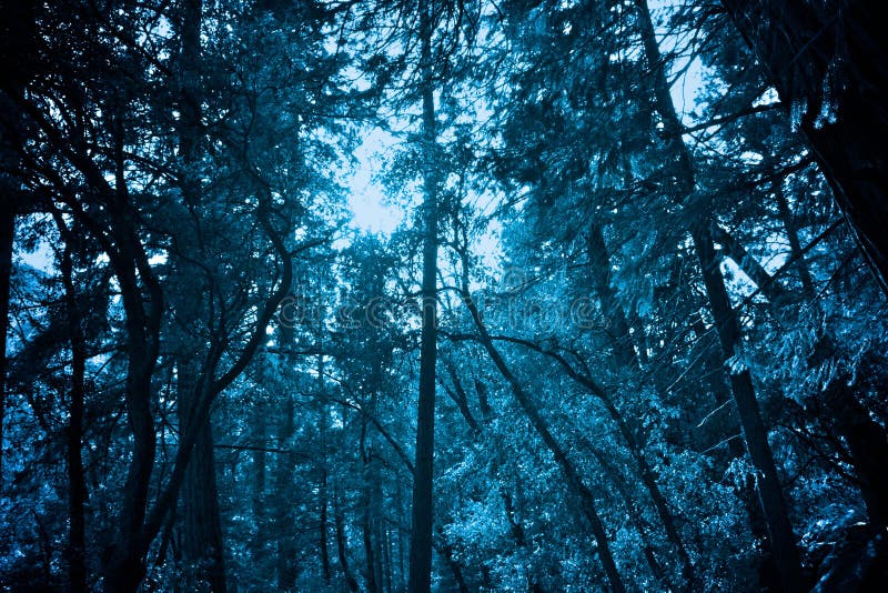 The Frozen Forrest