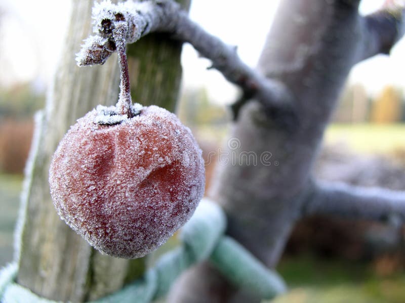 Frozen fruits 02