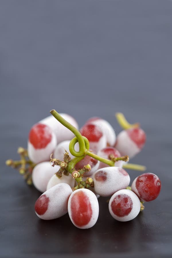 Frozen Grapes royalty free stock photos