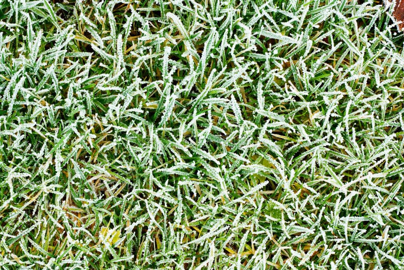 Frozen grass stock image. Image of hoar, flora, frosty 28230637