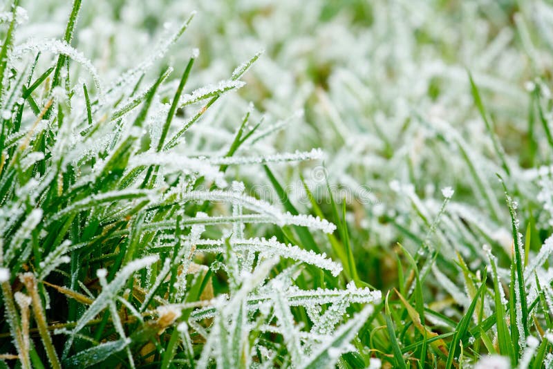 Frozen grass stock photo. Image of meadow, growth, close 3702962
