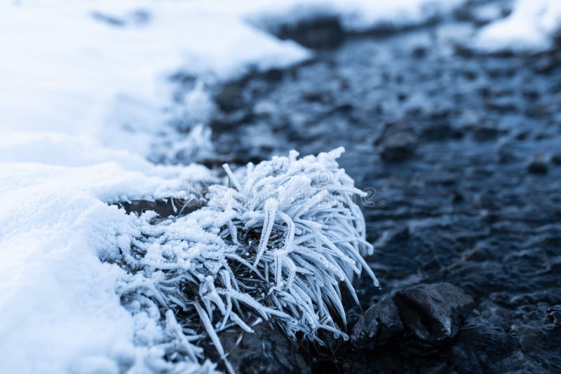 Frozen grass covered with hoarfrost on the banks of a stream with hot water. Magnificent Iceland in the winter