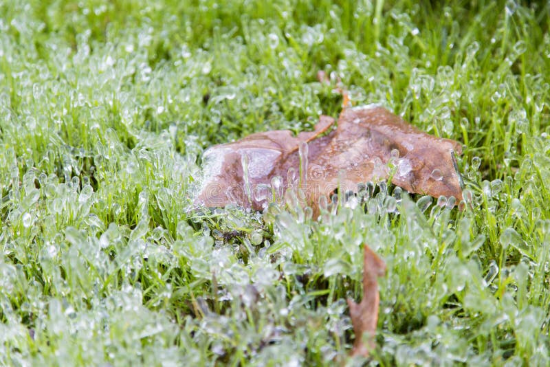 Frozen rusted leaf and background of frozen grass