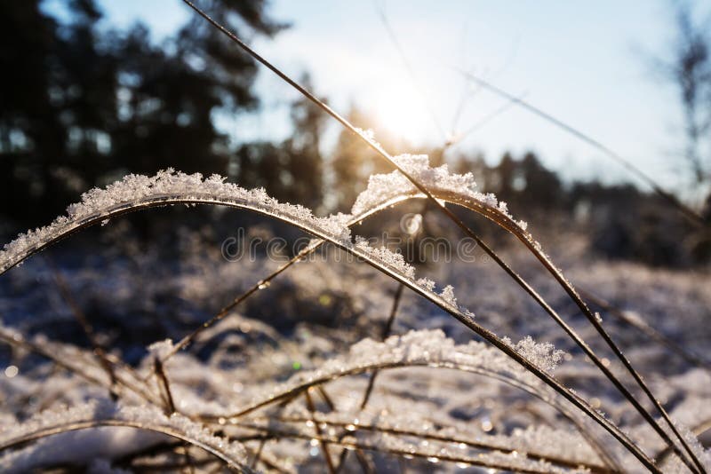 Frozen grass