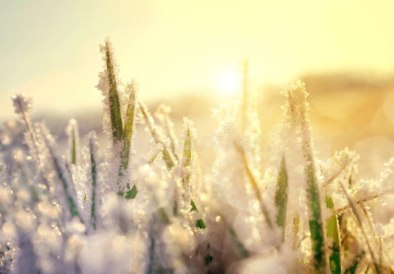 Frozen grass at sunrise close up.