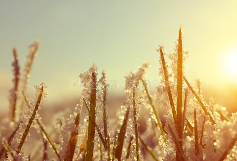 Frozen grass at sunrise close up.