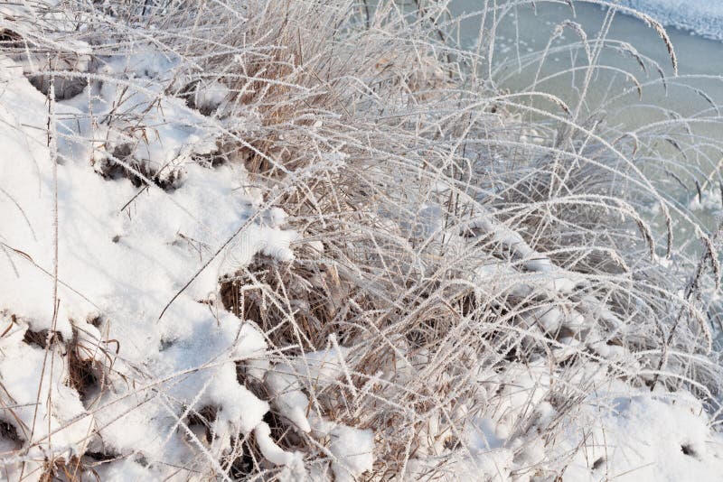 Frozen grass in sunshine