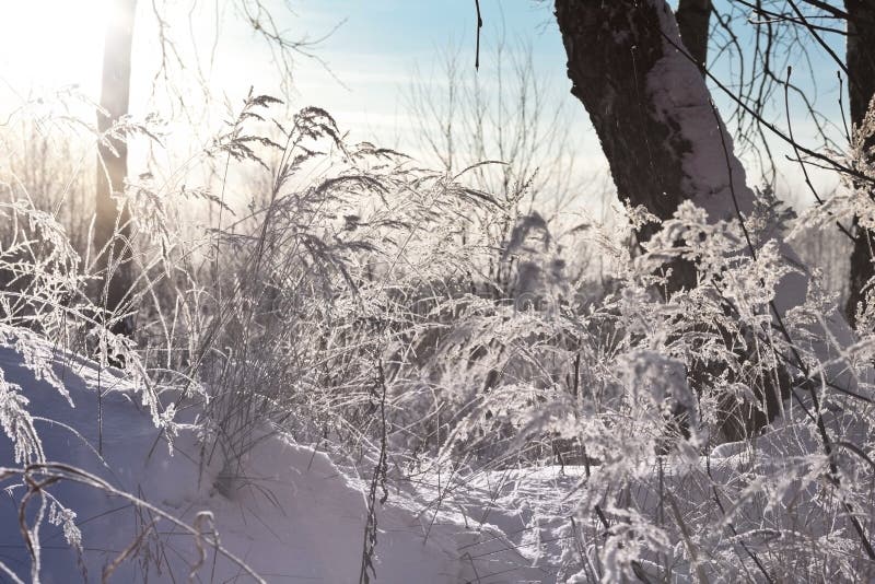 Frozen grass in sunshine