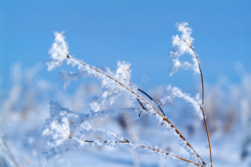 Frozen grass in the winter morning in mountains.