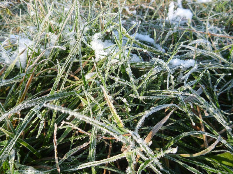 Frozen Green Grass in the Beginning of Winter Stock Photo Image of