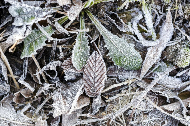Frozen ground stock photo. Image of crystallized, forest 38212644