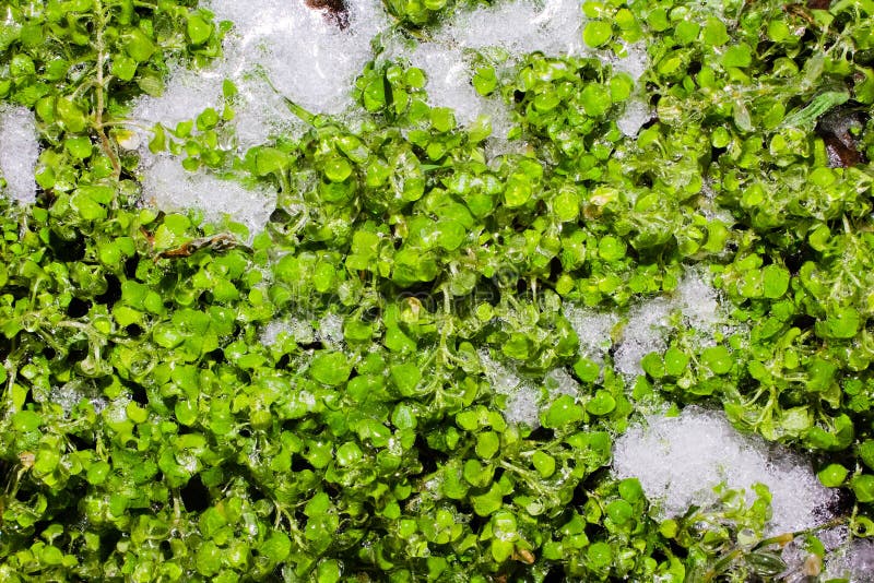 Frozen Ground with Grass Texture Background Stock Photo Image of