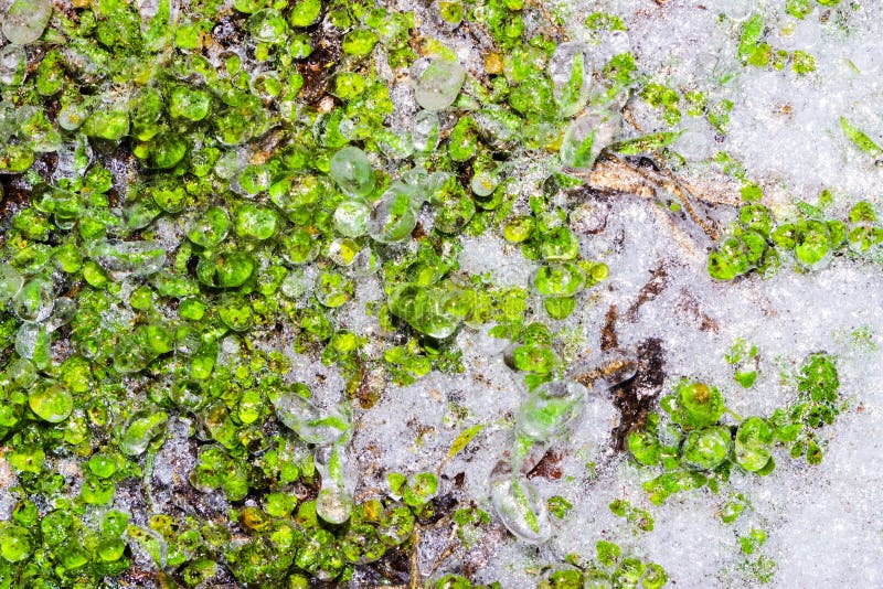 Frozen Ground with Grass Texture Background Stock Image Image of